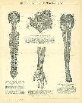 Антикварная гравюра "Нервная система". Дополнительное изображение