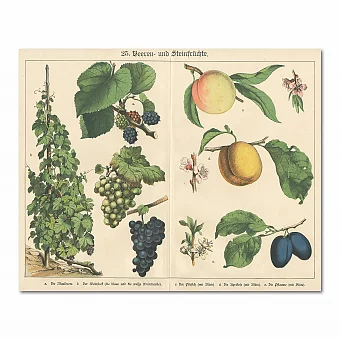 Антикварная хромолитография "Косточковые плоды". Дополнительное изображение