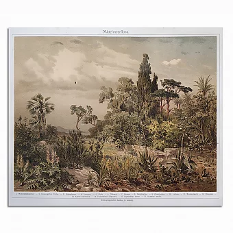 Антикварная хромолитография "Средиземноморская флора". Дополнительное изображение