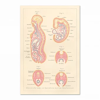 "Продольные и поперечные разрезы тела человека" - антикварная гравюра. Дополнительное изображение