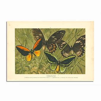 Антикварная хромолитография "Птицекрылки". Дополнительное изображение