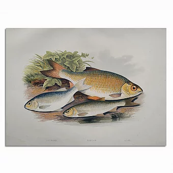 Антикварная хромолитография "Красноперка". Дополнительное изображение