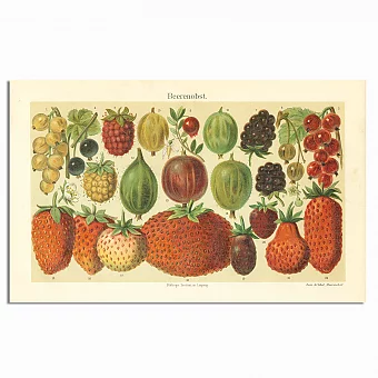 Антикварная хромолитография "Ягоды". Дополнительное изображение