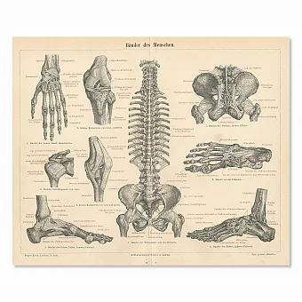 "Связочный аппарат" - антикварная гравюра. Дополнительное изображение