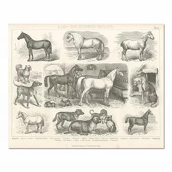 "Сельское хозяйство" - Антикварная немецкая гравюра. Дополнительное изображение