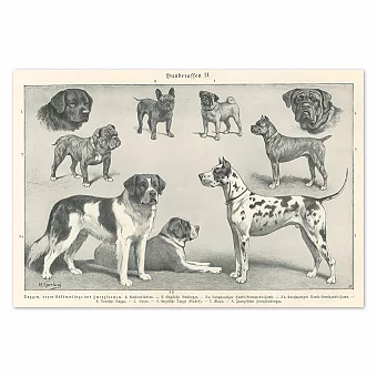 "Породы собак" - оригинальная антикварная литография. Дополнительное изображение