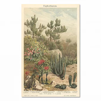 Антикварная хромолитография "Молочай". Дополнительное изображение