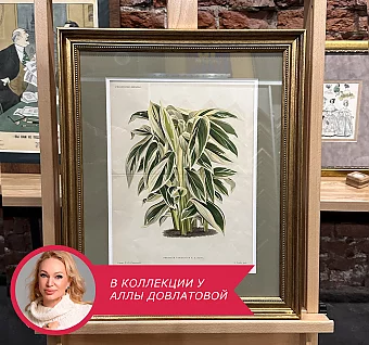 Антикварная хромолитография "Фриниум"