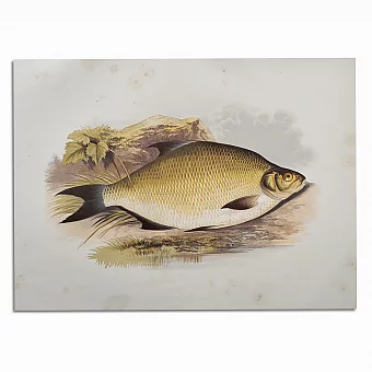 Антикварная хромолитография "Лещ обыкновенный". Дополнительное изображение