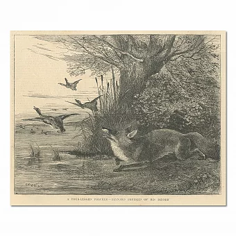 Антикварная гравюра "Четвероногий браконьер лишился своего обеда". Дополнительное изображение