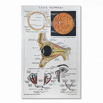 Антикварная хромолитография "Глаз человека". Дополнительное изображение