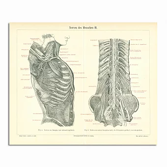 Антикварная гравюра "Нервная система". Дополнительное изображение
