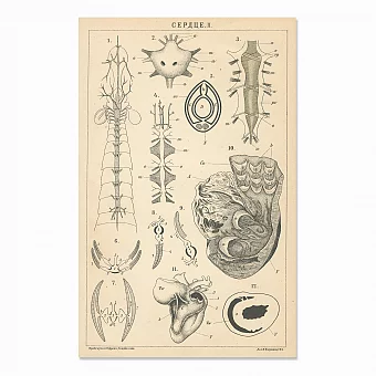Антикварная гравюра "Сердце II". Дополнительное изображение