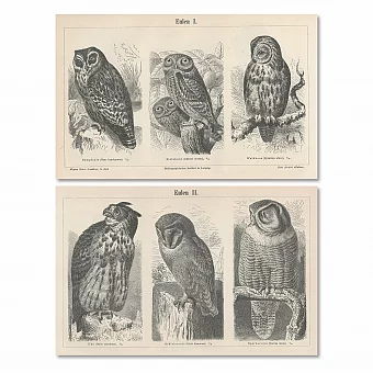"Совы" - оригинальные антикварные гравюры. Дополнительное изображение
